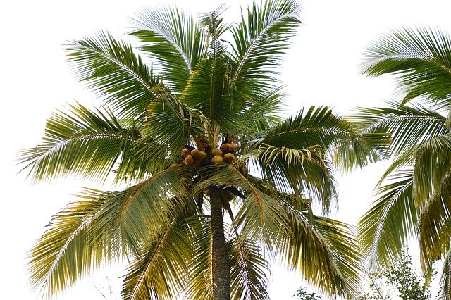 Free download King Coconut Tree Nature White -  free photo or picture to be edited with GIMP online image editor