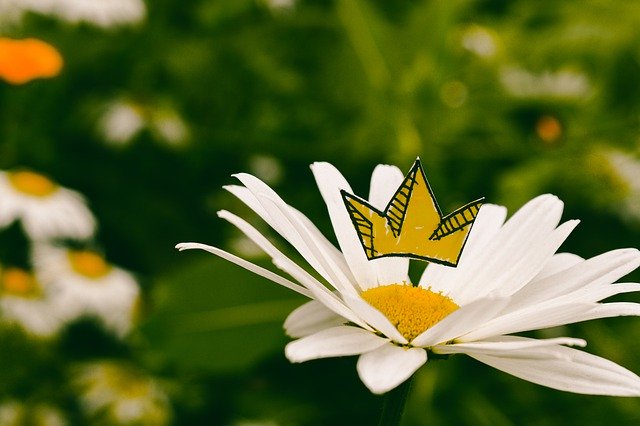 Baixe grátis King Daisy Crown - foto ou imagem gratuita para ser editada com o editor de imagens online GIMP