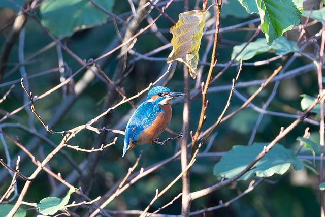 Free download kingfisher beak forest fall free picture to be edited with GIMP free online image editor