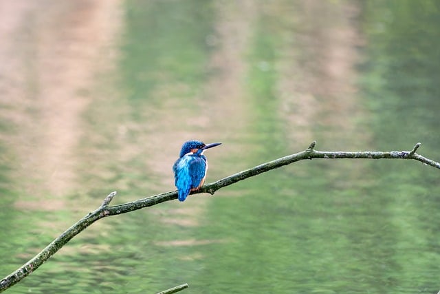 Free download kingfisher bird animal beak free picture to be edited with GIMP free online image editor
