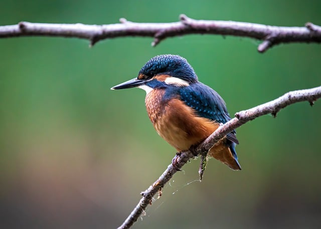 ດາວໂຫຼດຟຣີ kingfisher bird blue branch free picture to be edited with GIMP free online image editor