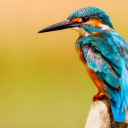 Kingfisher bird close up  screen for extension Chrome web store in OffiDocs Chromium