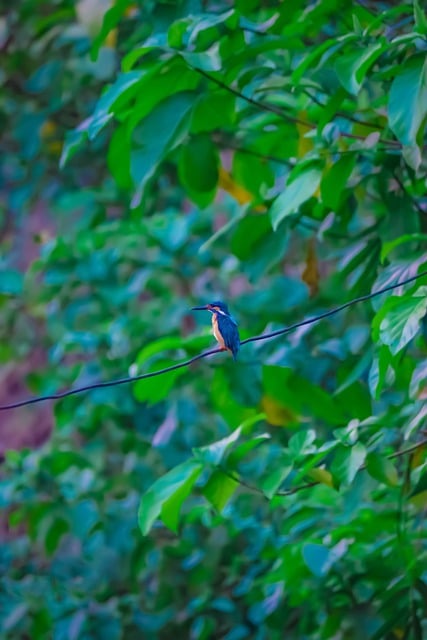 Free download kingfisher bird nature wildlife free picture to be edited with GIMP free online image editor