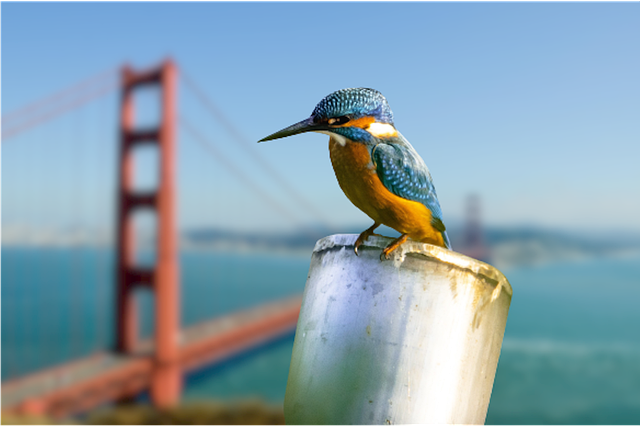Free download kingfisher bird perched free picture to be edited with GIMP free online image editor