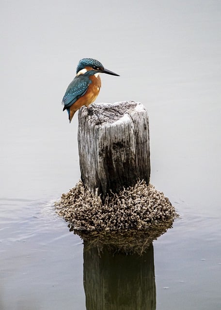 Free download kingfisher bird perched animal free picture to be edited with GIMP free online image editor