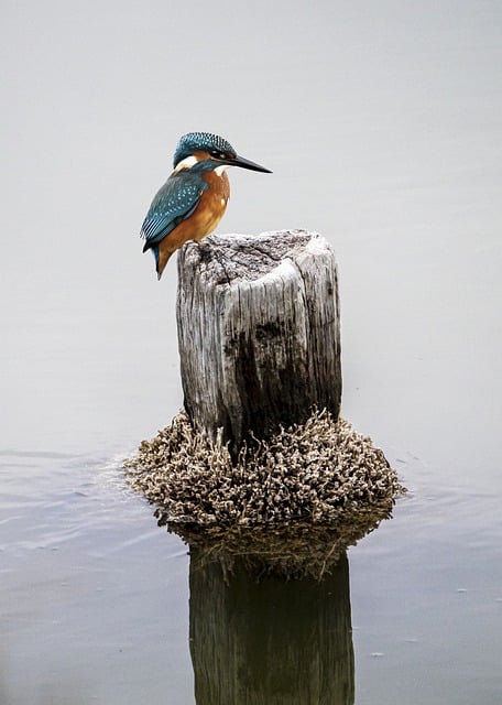 Scarica gratuitamente l'immagine gratuita dell'animale appollaiato dell'uccello del martin pescatore da modificare con l'editor di immagini online gratuito di GIMP