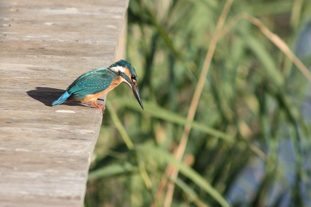 Free download Kingfisher Birds Nature -  free photo or picture to be edited with GIMP online image editor