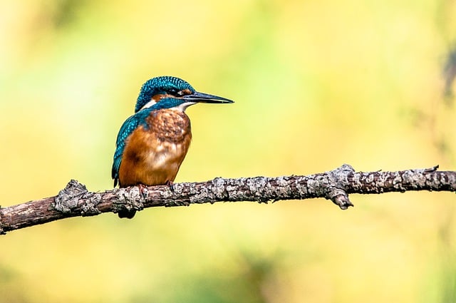 Free download kingfisher bird wildlife animal free picture to be edited with GIMP free online image editor