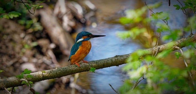 Free download kingfisher common kingfisher bird free picture to be edited with GIMP free online image editor