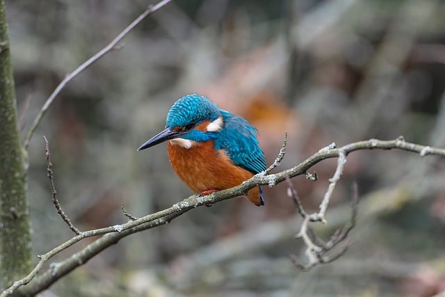 Free download kingfisher fish hunter tree winter free picture to be edited with GIMP free online image editor