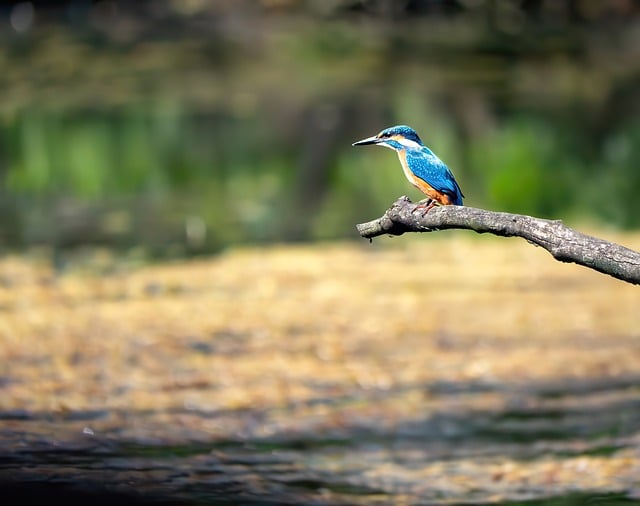Free download kingfisher nature bird animal free picture to be edited with GIMP free online image editor