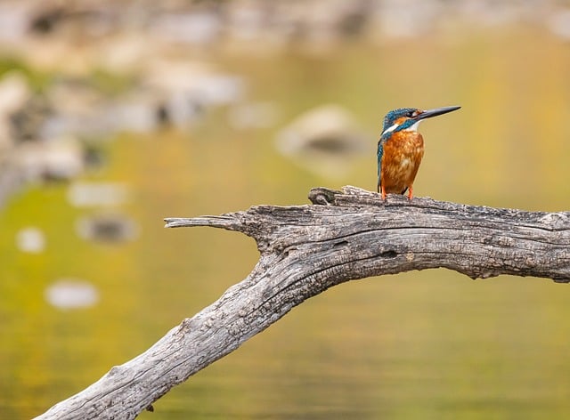 Free download kingfisher nature birds ornithology free picture to be edited with GIMP free online image editor