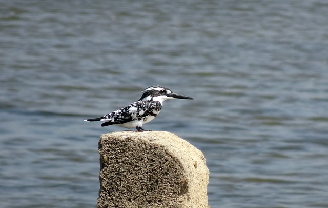 Free download kingfisher pied kingfisher free picture to be edited with GIMP free online image editor