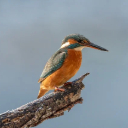 KINGFISHER Theme  screen for extension Chrome web store in OffiDocs Chromium