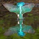 kingfisher wallpaper catching prey  screen for extension Chrome web store in OffiDocs Chromium