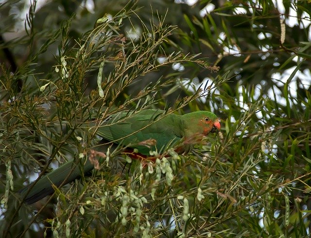 Free download King Parrot Alisterus Scapularis -  free photo or picture to be edited with GIMP online image editor