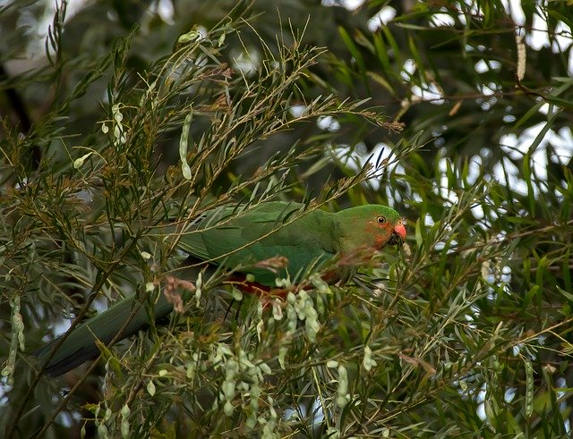 Download gratuito King Parrot Alisterus Scapularis - foto o immagine gratuita da modificare con l'editor di immagini online di GIMP