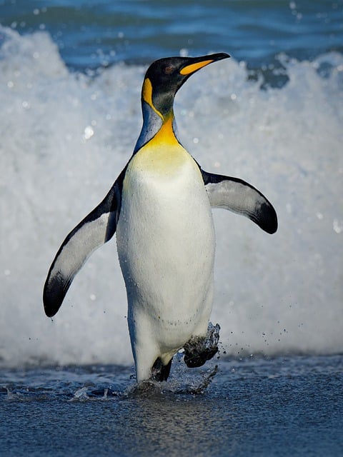 Free download king penguin penguin bird animal free picture to be edited with GIMP free online image editor