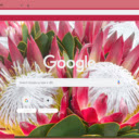 King Protea  screen for extension Chrome web store in OffiDocs Chromium