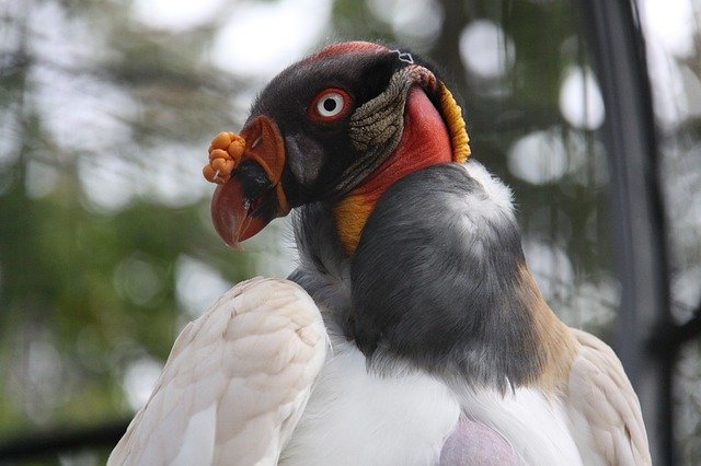 دانلود رایگان King Vulture Raptor Bird - عکس یا تصویر رایگان قابل ویرایش با ویرایشگر تصویر آنلاین GIMP