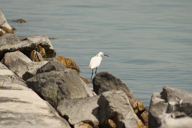 Free download kis heron hunter feather beak free picture to be edited with GIMP free online image editor