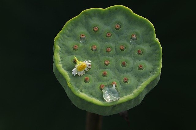 Free picture Kite Lotus Seed Aquatic Plants -  to be edited by GIMP free image editor by OffiDocs