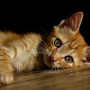 Kitten  screen for extension Chrome web store in OffiDocs Chromium