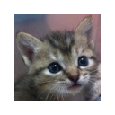 Kitten Around!  screen for extension Chrome web store in OffiDocs Chromium