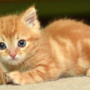 Kitten: A Tiny Ball of Playfulness and Cuteness  screen for extension Chrome web store in OffiDocs Chromium