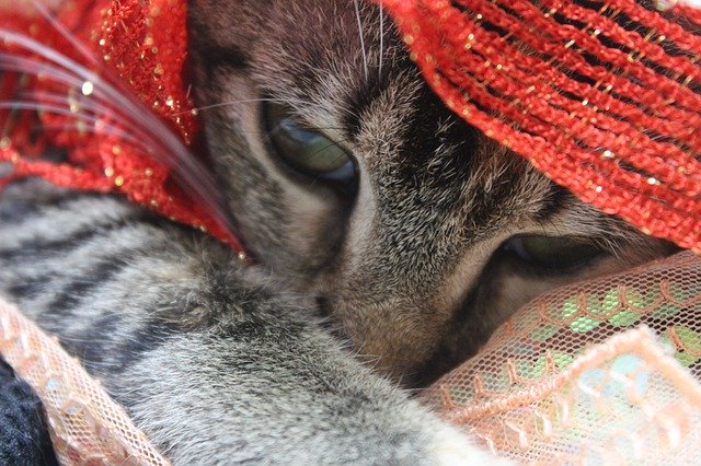 Kostenloser Download Kitten Bebe Hairy - kostenloses Foto oder Bild zur Bearbeitung mit GIMP Online-Bildbearbeitung