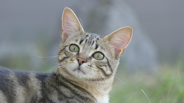 Free download kitten cat animal mammal feline free picture to be edited with GIMP free online image editor