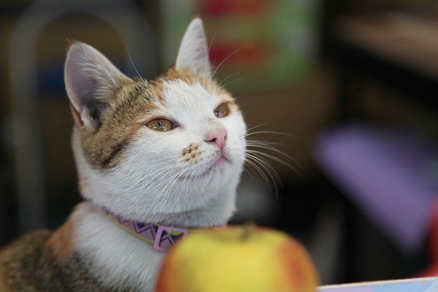 Free download kitten cat apple comfort face free picture to be edited with GIMP free online image editor