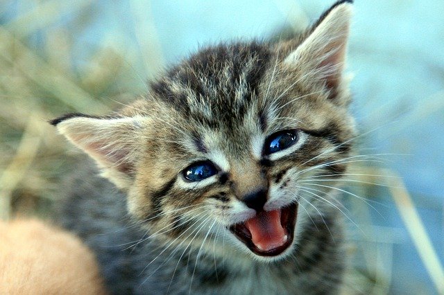 Descarga gratuita Kitten Cat Baby Pet - foto o imagen gratuita para editar con el editor de imágenes en línea GIMP