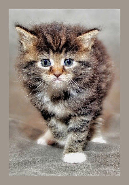 Free download kitten cat child grumpy cat free picture to be edited with GIMP free online image editor