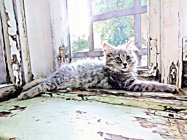 বিনামূল্যে ডাউনলোড করুন Kitten Cat Cute - GIMP বিনামূল্যের অনলাইন ইমেজ এডিটরের মাধ্যমে সম্পাদিত বিনামূল্যের চিত্র