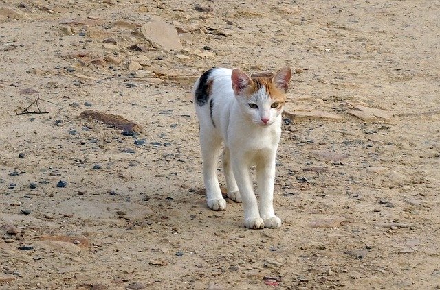 Gratis download Kitten Cat Feline - gratis foto of afbeelding om te bewerken met GIMP online afbeeldingseditor