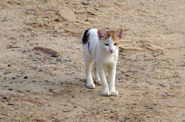 Free download Kitten Cat Feline -  free photo or picture to be edited with GIMP online image editor
