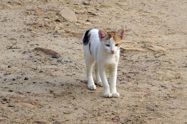 Bezpłatne pobieranie Kitten Cat Feline - darmowe zdjęcie lub obraz do edycji za pomocą internetowego edytora obrazów GIMP