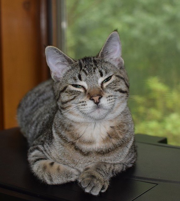 Gratis download Kitten Cat Feline Grey - gratis foto of afbeelding om te bewerken met GIMP online afbeeldingseditor