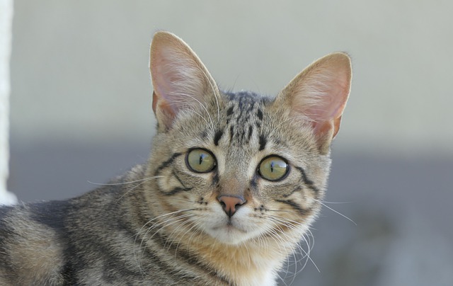 Free download kitten cat feline pet animal free picture to be edited with GIMP free online image editor