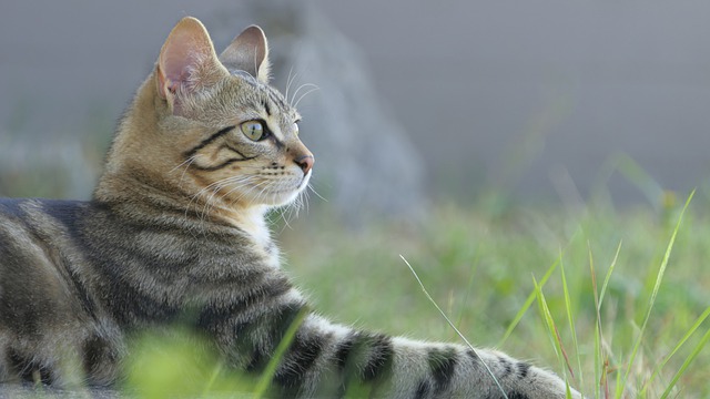 Free download kitten cat pet animal national free picture to be edited with GIMP free online image editor