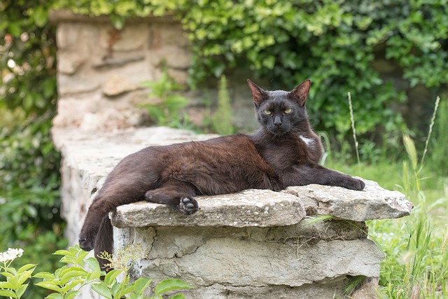 Free download kitten cat pet domestic cat black free picture to be edited with GIMP free online image editor