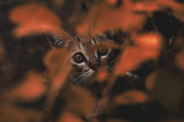 Free download kitten cat pet feline animal fur free picture to be edited with GIMP free online image editor