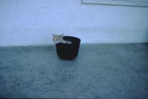 Free download Kitten, Cat, Vase, Cute, Red free photo or picture to be edited with GIMP online image editor
