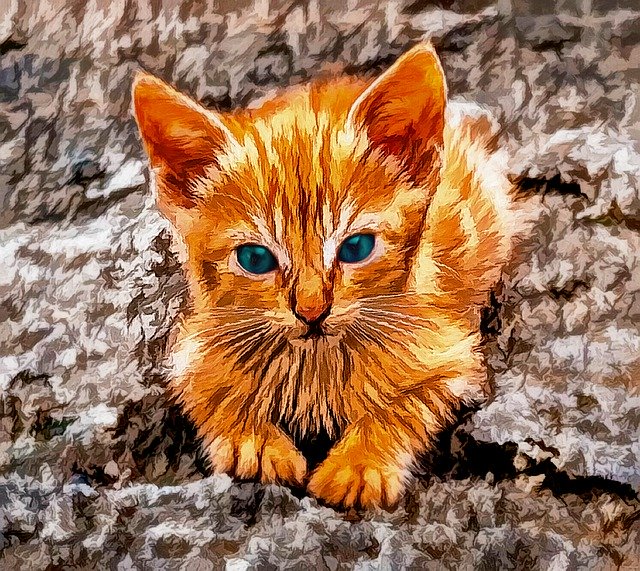 Free download Kitten Cute Cat -  free illustration to be edited with GIMP free online image editor