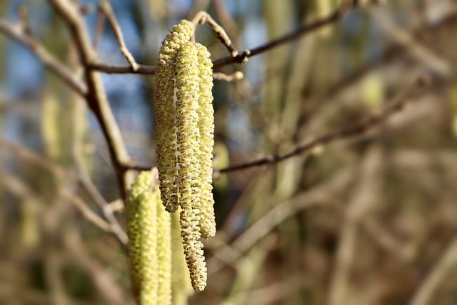 Free download kitten hazel inflorescences corylus free picture to be edited with GIMP free online image editor