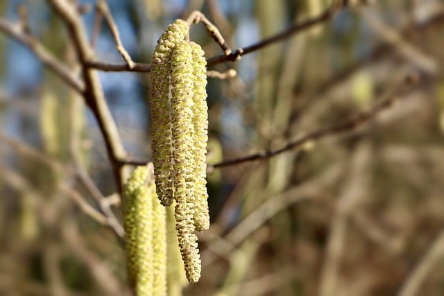Free download kitten hazel inflorescences corylus free picture to be edited with GIMP free online image editor