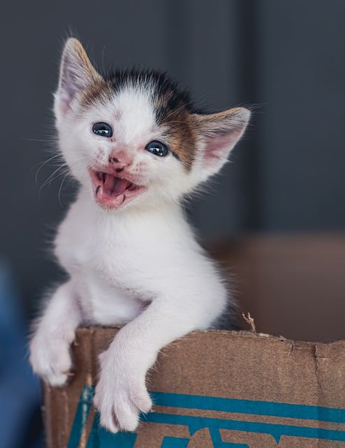 Free download kitten hungry cute blue eyes free picture to be edited with GIMP free online image editor