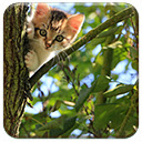 Kitten In A Tree  screen for extension Chrome web store in OffiDocs Chromium