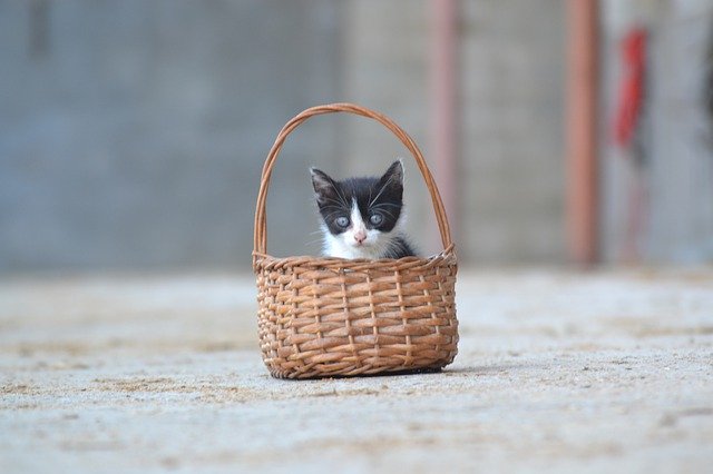 Kostenloser Download Kitten Pet Cute - kostenloses kostenloses Foto oder Bild zur Bearbeitung mit GIMP Online-Bildbearbeitung